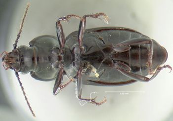 Media type: image;   Entomology 600431 Aspect: habitus ventral view